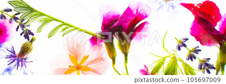 Background of frozen flowers in ice Background of frozen flowers in ice 105697009
