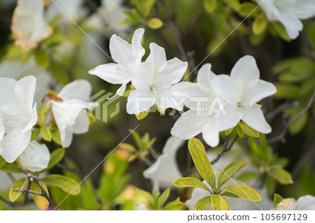 春天盛開的白色杜鵑花 105697129
