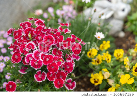 Vividly blooming spring dianthus 105697189
