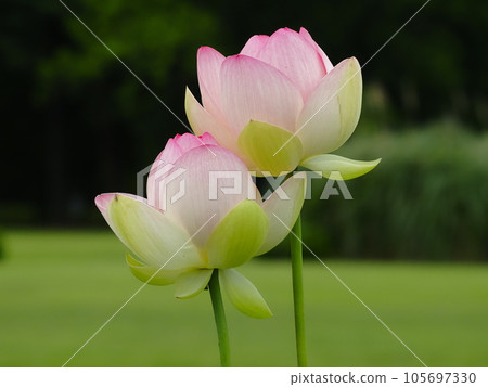 Lotus flower  105697330