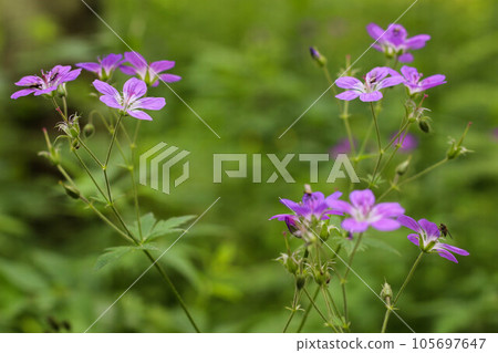 meadow geranium purple several flowers meadow geranium purple several flowers 105697647