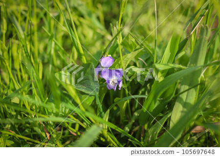 Viola odorata blooming in the grass.flowers in the meadow. Viola odorata blooming in the grass.flowers in the meadow. 105697648