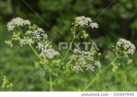 White flowers of Anthriscus sylvestris close-up on a green White flowers of Anthriscus sylvestris close-up on a green 105697649