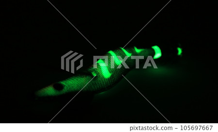 Striped Egi Striped Egi 105697667