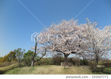 藍天櫻花盛開的景色1 藍天櫻花盛開的景色1 105697771