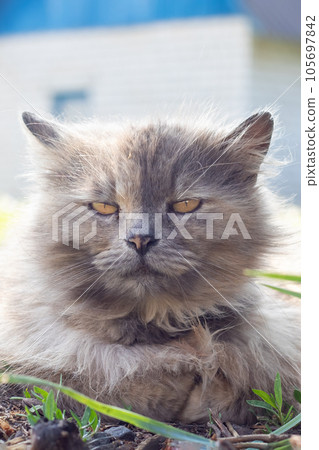 Gray fluffy cat lying on the grass Gray fluffy cat lying on the grass 105697842