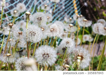 Background of white fluffy dandelions in sunlight Background of white fluffy dandelions in sunlight 105697843