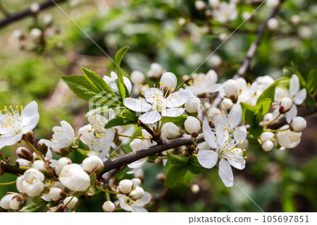 White cherry blossom closeup, macro photography 105697851