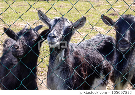 Three black goats behind fence on farm 105697853