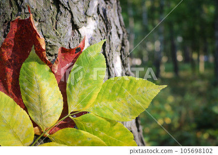 Many fallen maple leaves on the grass, at the end of the autumn season. Colorful autumnal backdrop. Autumn concept Many fallen maple leaves on the grass, at the end of the autumn season. Colorful autumnal backdrop. Autumn concept 105698102