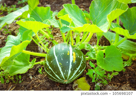 Green striped pumpkin grows in the garden. Vegetable patch. Green striped pumpkin grows in the garden. Vegetable patch. 105698107