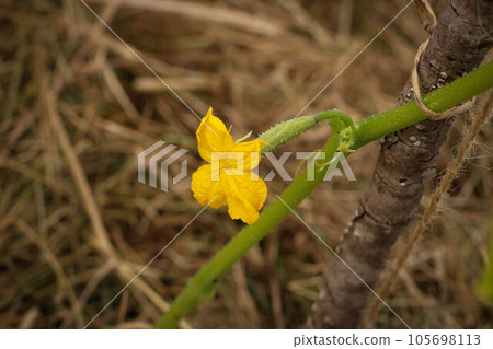 Yellow cucumber flower. Cucumber plant with a flower. Cucumber in the garden. 105698113