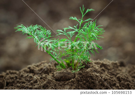Dill herb growing in the garden for background use. Young green fresh dill grow background. Dill herb growing in the garden for background use. Young green fresh dill grow background. 105698153