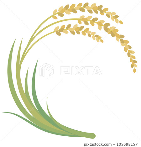 稻穗 水稻的收穫 105698157