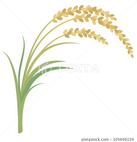 Ear of rice Harvest of rice Ear of rice Harvest of rice 105698159
