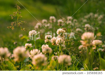 Trifolium pratense, the white clover in the meadow. Trifolium pratense, the white clover in the meadow. 105698165