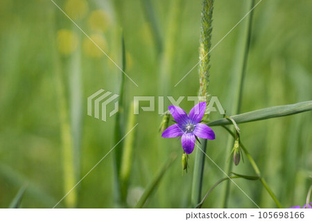 Campanula purple flower on a green background close up Campanula purple flower on a green background close up 105698166