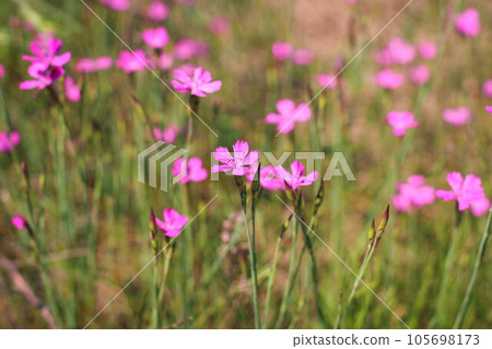 Dianthus borbasii vandas, dianthus deltoides blooming in the meadow. Dianthus borbasii vandas, dianthus deltoides blooming in the meadow. 105698173