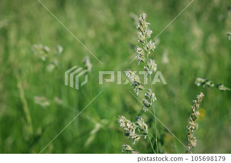 Close-up of wild grass, Poa annua, blooming on a rural background. Close-up of wild grass, Poa annua, blooming on a rural background. 105698179