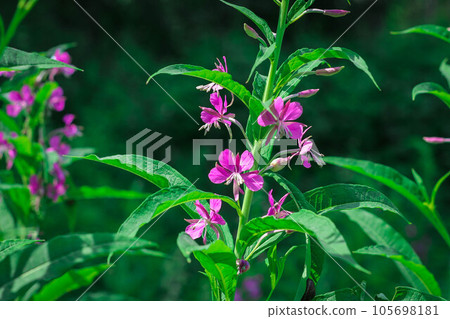 Chamaenerion angustifolium, a Fireweed blooming in the meadow. 105698181