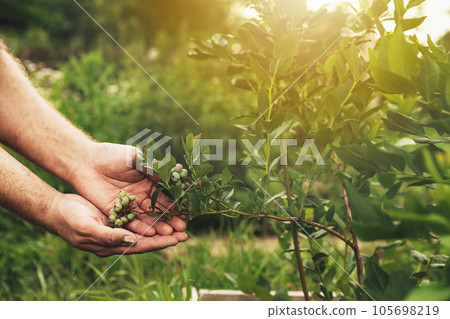 Food plantation, orchard, BIO viands. Group of blueberry plants. Farmer hands present future harvest using organic BIO fertilizers. Tree background. Homemage gardening. Simple care about plants Food plantation, orchard, BIO viands. Group of blueberry plants. Farmer hands present future harvest using organic BIO fertilizers. Tree background. Homemage gardening. Simple care about plants 105698219