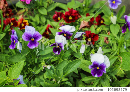 Wild pansies, viola tricolor, also known as johnny jump up. Wild pansies, viola tricolor, also known as johnny jump up. 105698379
