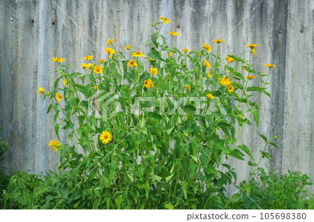 Fence, yellow flowers, and a fragment of wall of an old fence. Fence, yellow flowers, and a fragment of wall of an old fence. 105698380