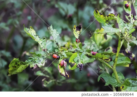 Lots of Colorado potato beetles. The Colorado potato beetle eats young potato leaves. Lots of Colorado potato beetles. The Colorado potato beetle eats young potato leaves. 105699044