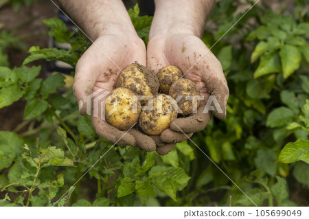 The farmer keeps freshly harvested potatoes in the field. Collection of organic vegetables.  105699049