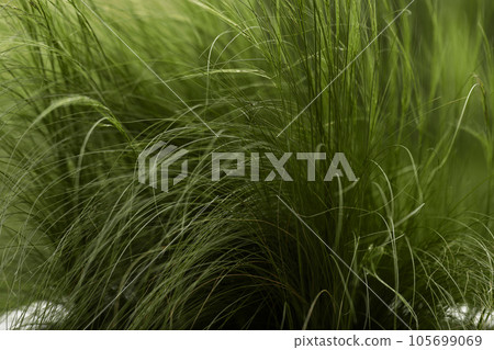 Feather grass found as ornamental plants in the garden design. 105699069
