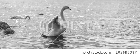White wild swans swimming in the Baltic sea. Black and white photograph White wild swans swimming in the Baltic sea. Black and white photograph 105699087