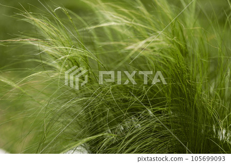 Feather grass found as ornamental plants in the garden design. Feather grass found as ornamental plants in the garden design. 105699093
