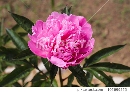Closeup of a Beautiful Pink peonies flowers. Closeup of a Beautiful Pink peonies flowers. 105699253