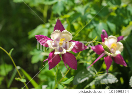 Beautiful purple white Aquilegia flowers with a yellow pestle. 105699254