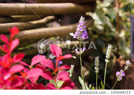 Beautiful single violet wild lavender flower, macro view. Beautiful single violet wild lavender flower, macro view. 105699255