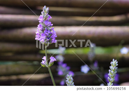 Beautiful single violet wild lavender flower, macro view. Beautiful single violet wild lavender flower, macro view. 105699256