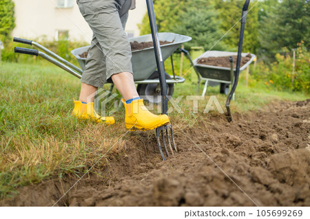 Farmer cultivating land in the garden with hand tools. Soil loosening. Gardening concept. Rake and spade on loosened soil closeup. Agricultural work on the plantation. Farmer cultivating land in the garden with hand tools. Soil loosening. Gardening concept. Rake and spade on loosened soil closeup. Agricultural work on the plantation. 105699269