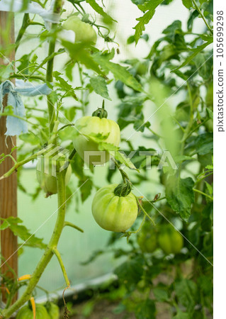 Close up shot of organic tomatoes growing on a stem. Local produce farm. Copy space for text, background. 105699298
