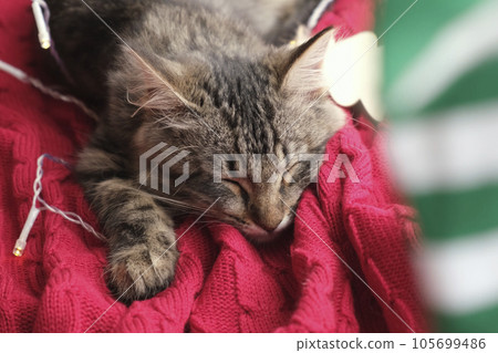 Christmas Cat. Tabby Happy Kitten at Christmas Season Playing with Toy. Celebration with Pets. Cute Funny Gray Cat. Small Playful Kitten on a Red Cozy Plaid. Domestic Animals in a Christmas Interior. 105699486