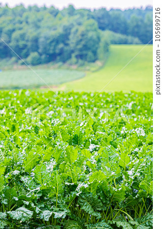 Furano scenery in summer 105699716