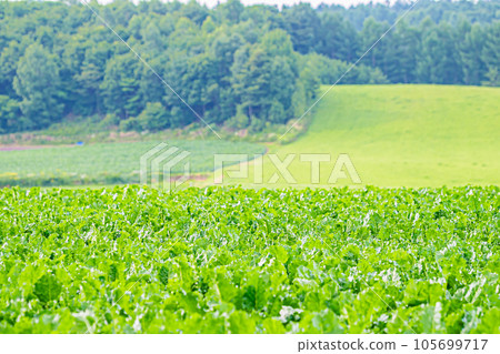 Furano scenery in summer Furano scenery in summer 105699717