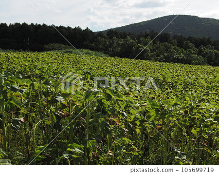 Sunflower field Sunflower field 105699719