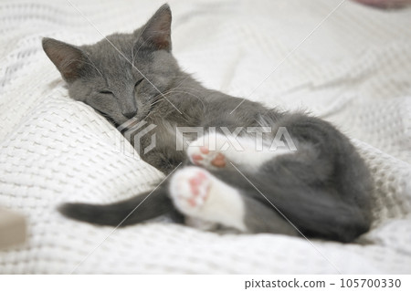 Portrait of Funny Gray Kitten Lying on White Textile. Sleepy Favorite Pet. Copy Space. Young Cat Looking at Camera. Happy Little Cat Lovely Resting. Love to Animals. Caressing a Kitty Close up Portrait of Funny Gray Kitten Lying on White Textile. Sleepy Favorite Pet. Copy Space. Young Cat Looking at Camera. Happy Little Cat Lovely Resting. Love to Animals. Caressing a Kitty Close up 105700330