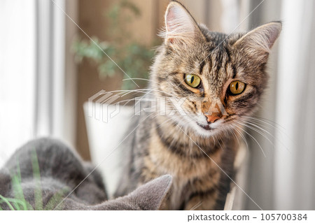 Two cats look out through window at the birds. Domestic cats want to catching bird, attack, scrape the glass. Cute kitty sitting on windowsill. Feline watching bird outside the window. Closeup Two cats look out through window at the birds. Domestic cats want to catching bird, attack, scrape the glass. Cute kitty sitting on windowsill. Feline watching bird outside the window. Closeup 105700384