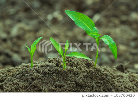 Step of growing sprout. New life start concept. Growing trees. Step of growing sprout. New life start concept. Growing trees. 105700420