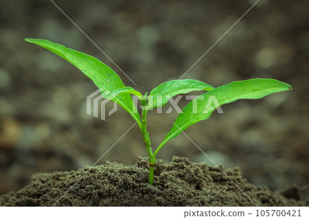 Young green Plant in a Soil. Sprout of Tree on a soil Background. New life start concept. Growing trees. 105700421