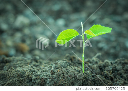 Young green Plant in a Soil. Sprout of Tree on a soil Background. New life start concept. Growing trees. 105700425