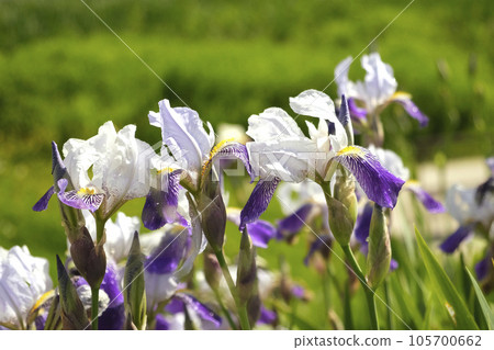 White violet dwarf iris Mikey growing in garden. Purple and very peri color irises on green blurred background. Summer flowers closeup. Sunny day. Lot of irises. Large cultivated flowers. Close Up. 105700662