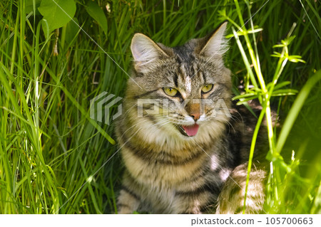 Cat languishes in the heat lying on the ground with its tongue out. Tabby domestic cat on a walk outdoors. The cat is sitting in green grass with open mouth. Walk with a pet cat summer heat. 105700663