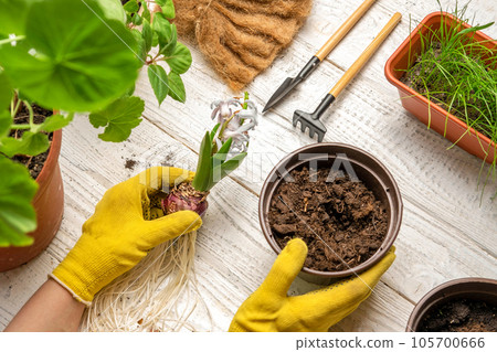 Female Hands Repotting Houseplants. Top View of Gardener is Holding a Sprout of Purple Hyacinth. Gardening Tools, Plants and Soil on White Wooden Table. Potted Plant Care at Home. Urban jungle Caring Female Hands Repotting Houseplants. Top View of Gardener is Holding a Sprout of Purple Hyacinth. Gardening Tools, Plants and Soil on White Wooden Table. Potted Plant Care at Home. Urban jungle Caring 105700666